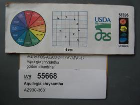SEED