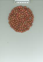 Click for 1 image(s) for this accession. SEED
