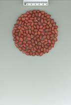 Click for 1 image(s) for this accession. SEED