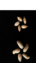column SEED