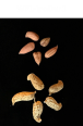 column SEED