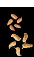 column SEED