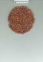 Click for 1 image(s) for this accession. SEED