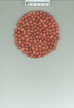 Click for 1 image(s) for this accession. SEED