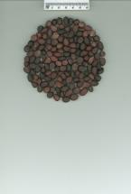 Click for 1 image(s) for this accession. SEED