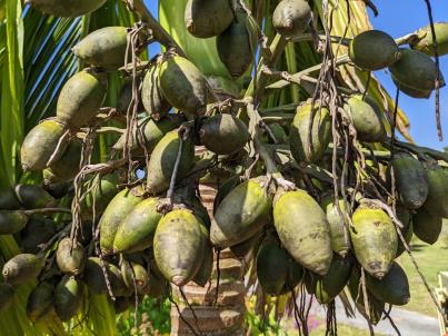 Click for 3 image(s) for this accession. Fruit