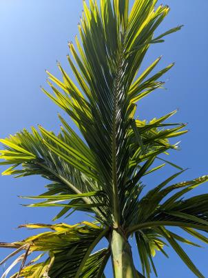 column Leaf