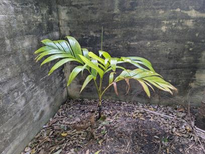 Click for 1 image(s) for this accession. PLANT
