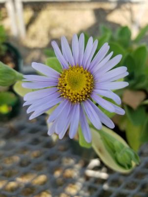 column Flower