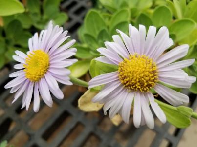 column Flower