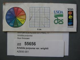 Click for 3 image(s) for this accession. SEED