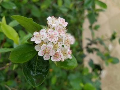 column FLOWER