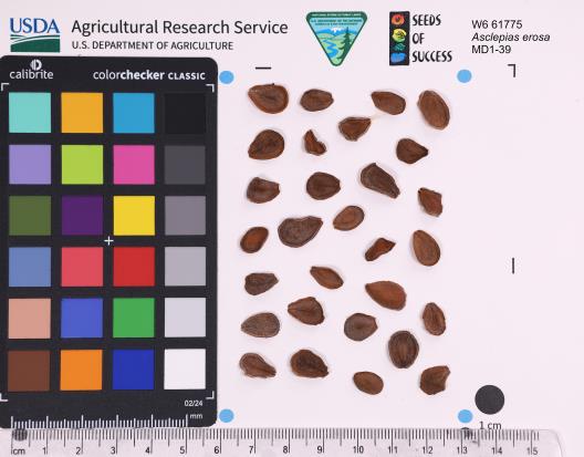 Click for 1 image(s) for this accession. SEED