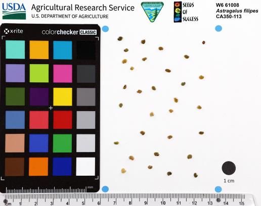 Click for 1 image(s) for this accession. SEED