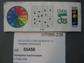 Click for 1 image(s) for this accession. SEED