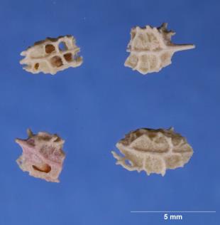 SEED