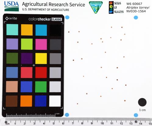 Click for 1 image(s) for this accession. SEED