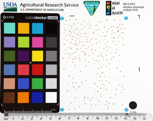 Click for 1 image(s) for this accession. SEED
