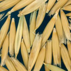 column KERNELS