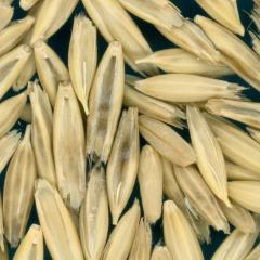 column KERNELS