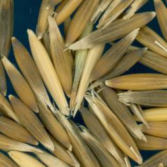 column KERNELS