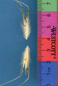 Click for 1 image(s) for this accession. SPIKE