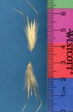 Click for 1 image(s) for this accession. SPIKE