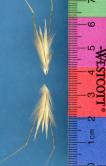 Click for 1 image(s) for this accession. SPIKE