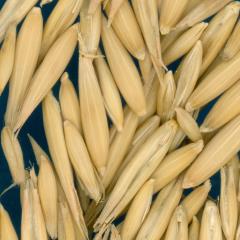 column KERNELS