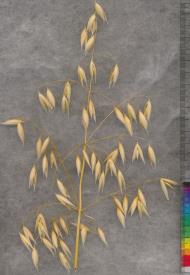 column PANICLE