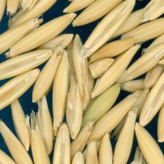 column KERNELS
