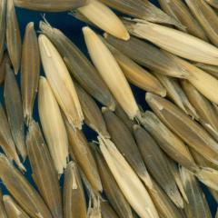 column KERNELS