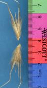 Click for 1 image(s) for this accession. SPIKE