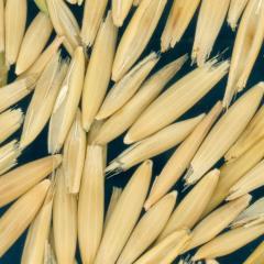 column Kernels