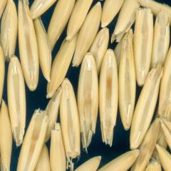 column KERNELS