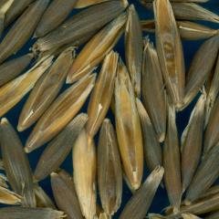 column KERNELS