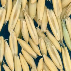 column KERNELS