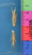 Click for 1 image(s) for this accession. SPIKE