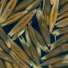 column KERNELS