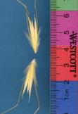 Click for 1 image(s) for this accession. SPIKE