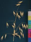 Click for 2 image(s) for this accession. PANICLE