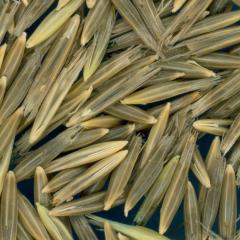 KERNELS