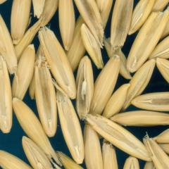 column KERNELS