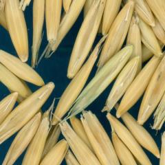 column KERNELS
