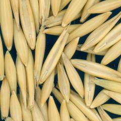 column KERNELS