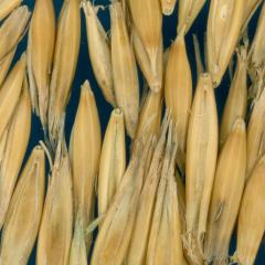 column KERNELS