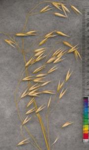 column PANICLE