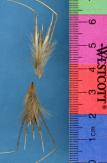 Click for 1 image(s) for this accession. SPIKE