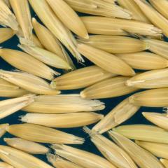 Click for 3 image(s) for this accession. Kernels