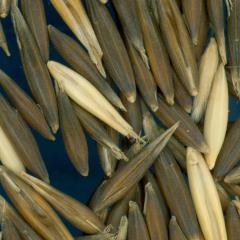 column KERNELS